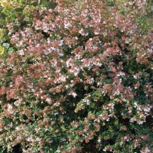 Abelia grandiflora