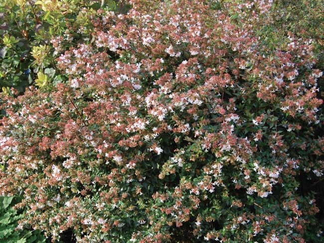 Abelia grandiflora