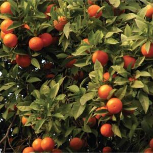 Arancio Washington "Citrus Sinensis"