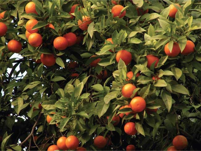Arancio Washington "Citrus Sinensis"