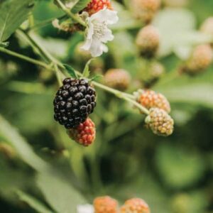 Mora Senza Spine "Rubus Fruticosus"