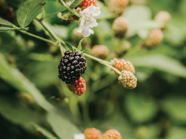 Mora Senza Spine "Rubus Fruticosus"