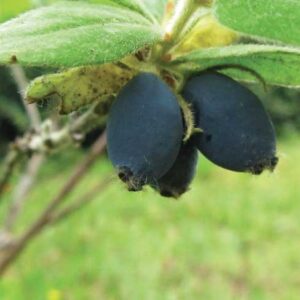 Mirtillo Siberiano (Lonicera Caerulea var. Kamtschatica)