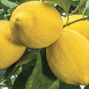 Limone Zagara Bianca - "Citrus Limon"