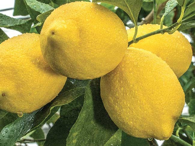 Limone Zagara Bianca - "Citrus Limon"