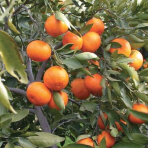 Arancio Valencia "Citrus Sinensis"
