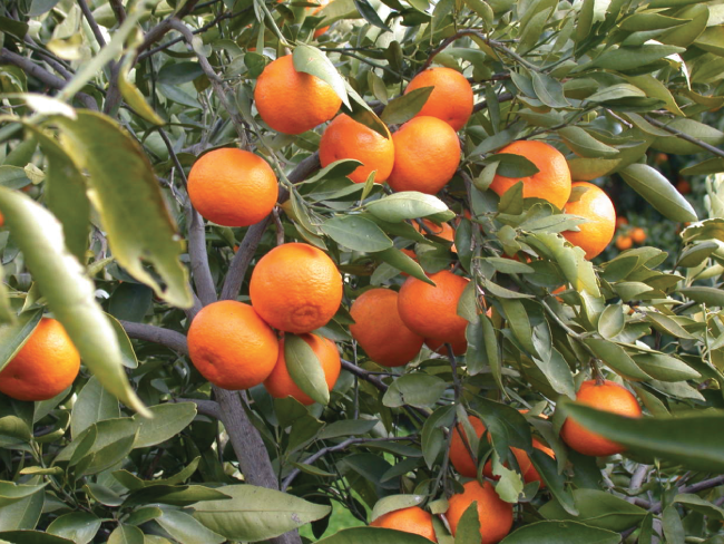 Arancio Valencia "Citrus Sinensis"