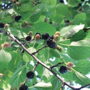 Gelso "Morus domestioca"