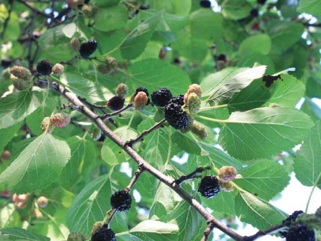 Gelso "Morus domestioca"