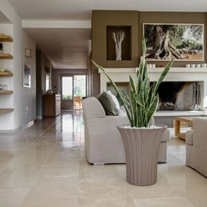 Anthemis vaso Campana