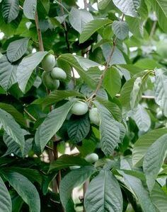 Banano di montagna "Asimina triloba"