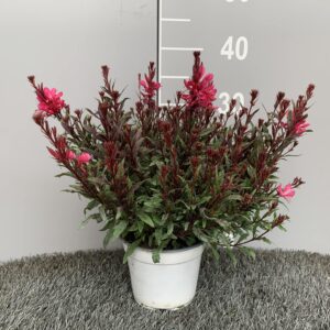 Gaura lindheimeri