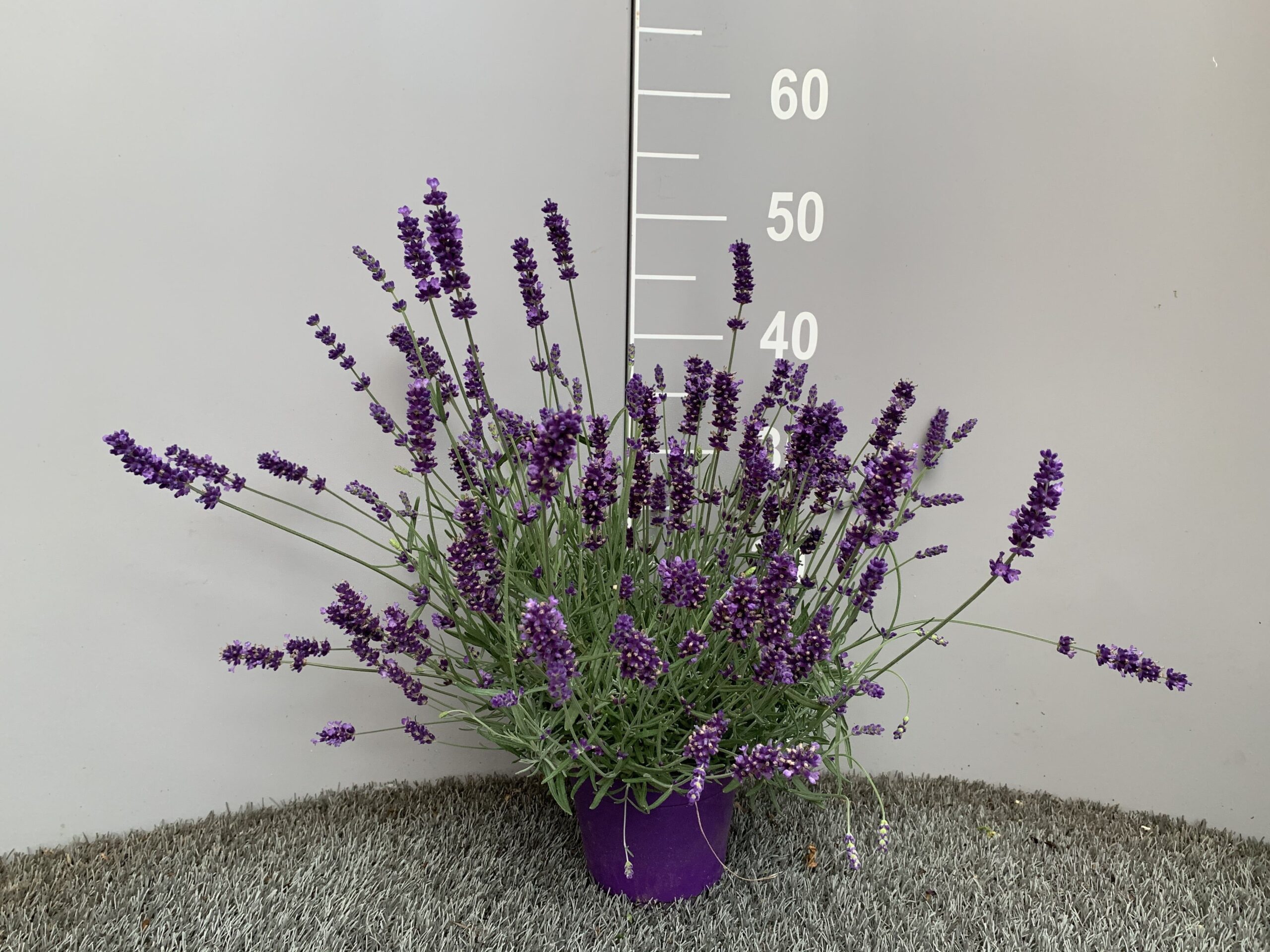 Lavanda - "Lavandula officinalis"