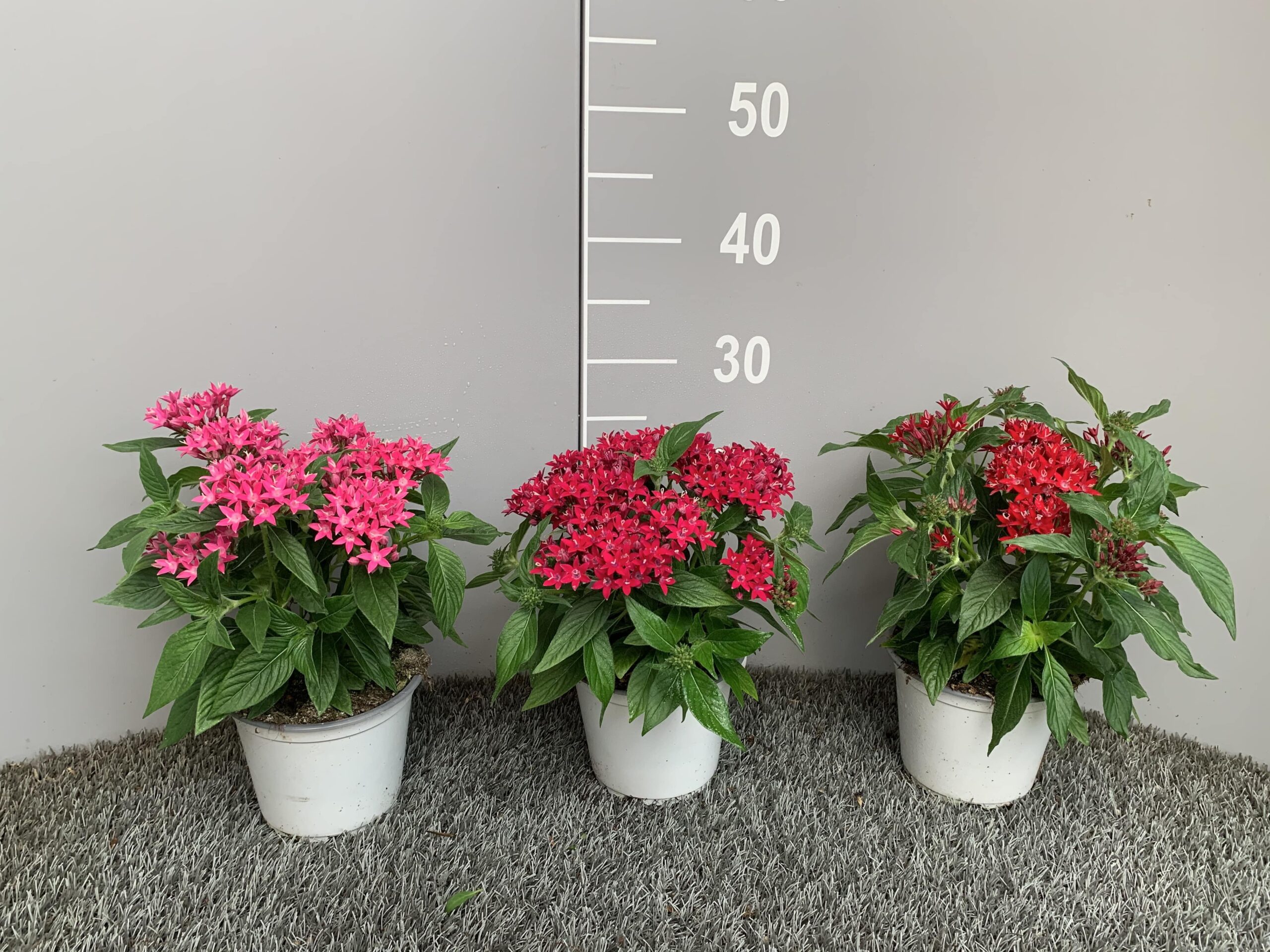 Pentas ( Stella Egiziana )