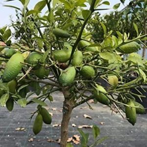 Limone caviale "Finger lime"