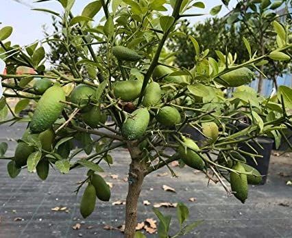 Limone caviale "Finger lime"