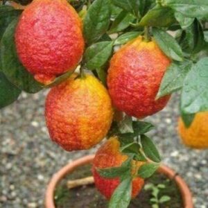 Limone Rosso - "Citrus limonimedica pigmentata"