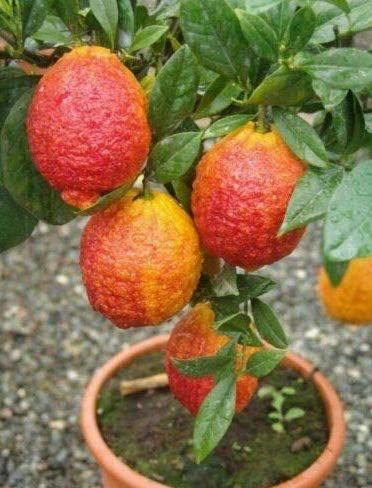 Limone Rosso - "Citrus limonimedica pigmentata"