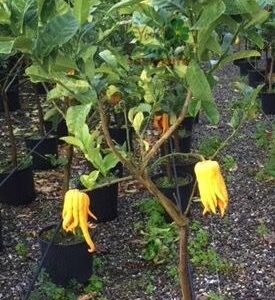 Cedro Mano di Buddha (Citrus medica var. sarcodactylus)