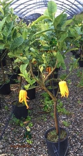 Cedro Mano di Buddha (Citrus medica var. sarcodactylus)