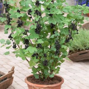 Ribes "Ribes rubrum"