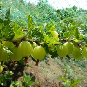 Uva Spina (Ribes uva-crispa)