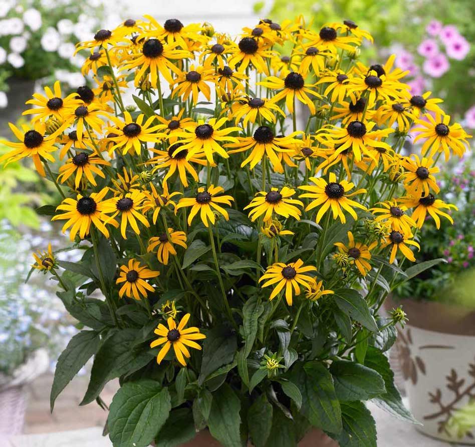 Rudbeckia Fulgida