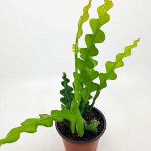 Epiphyllum Anguliger Zig Zag