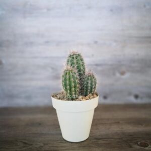 Pachycereus Pringlei