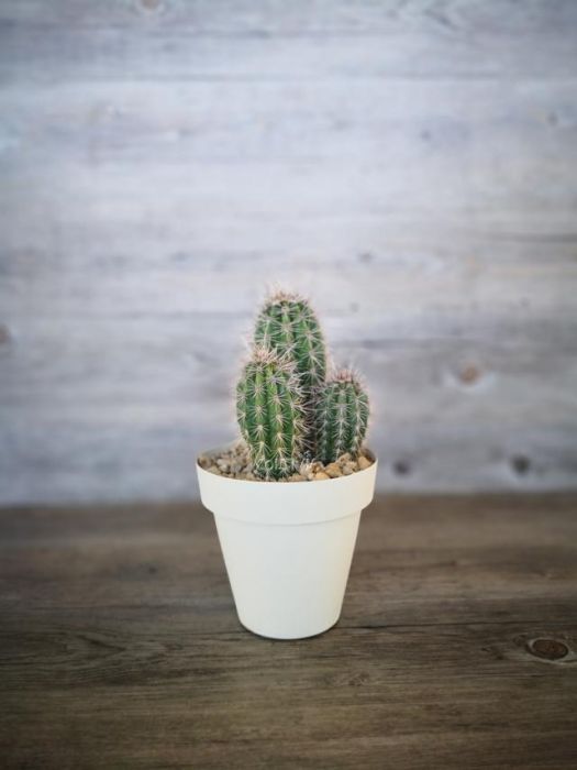 Pachycereus Pringlei