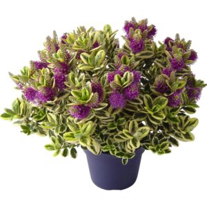 Hebe x andersonii - "Veronica"