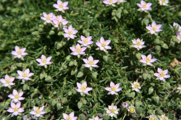 Frankenia Laevis