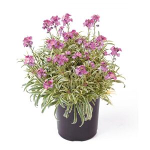 Erysimum