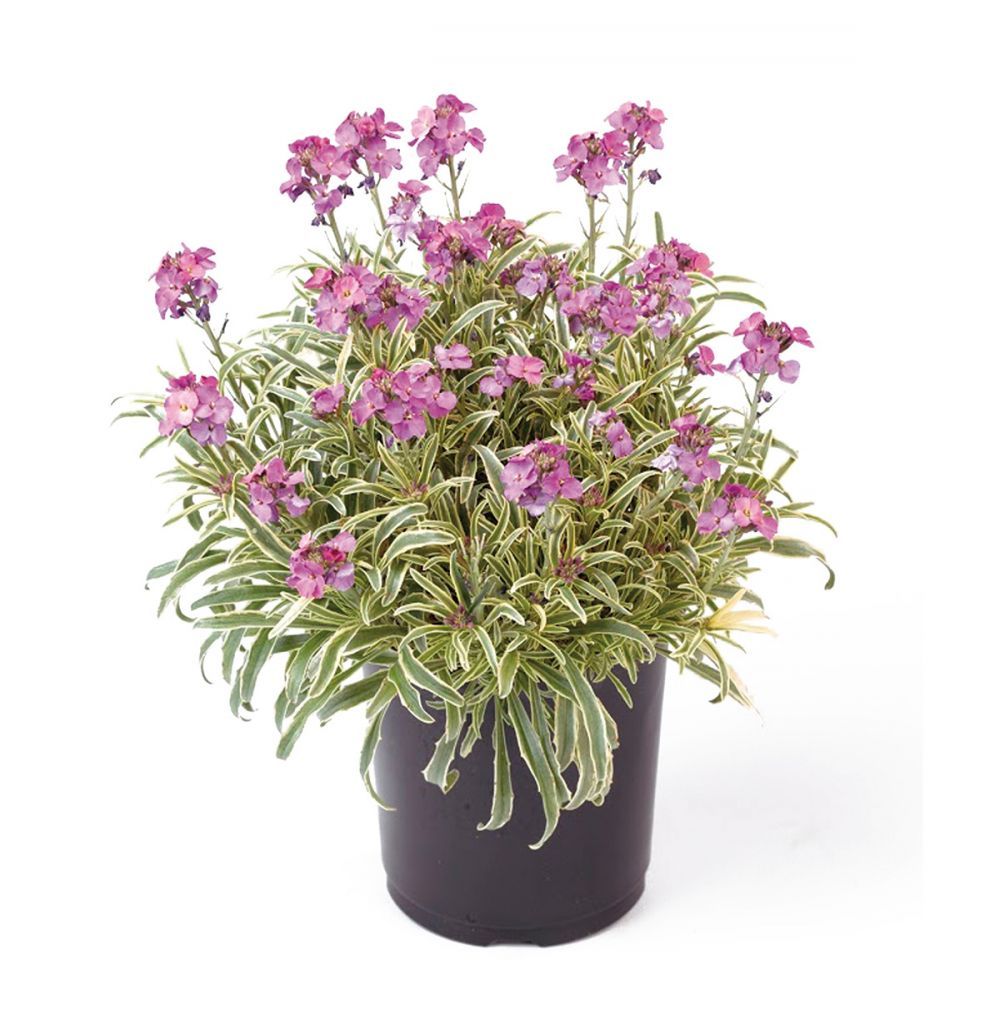Erysimum