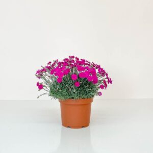 Dianthus deltoides ‘Brillant’