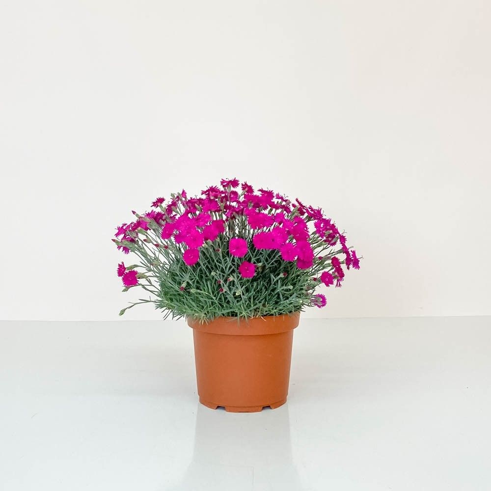 Dianthus deltoides ‘Brillant’