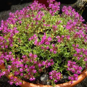 Thymus Serpyllum Minimus