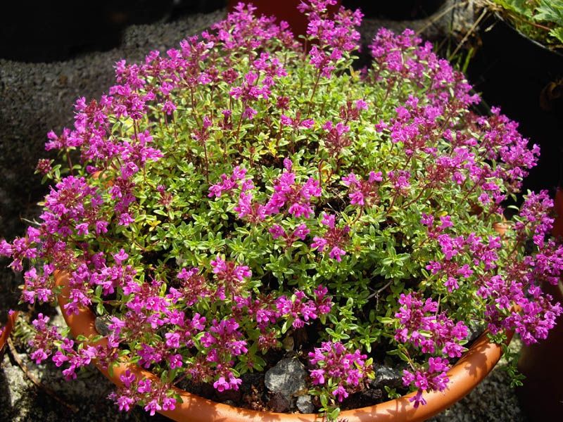 Thymus Serpyllum Minimus