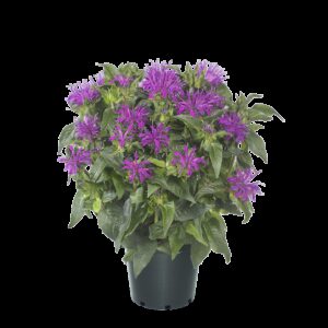 Monarda "Irresistibile"