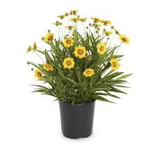 Coreopsis