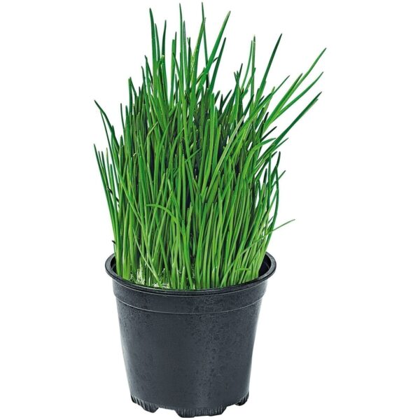 Allium Tuberosum