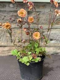 Geum Mai Tai