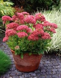 Sedum Autumn Joy