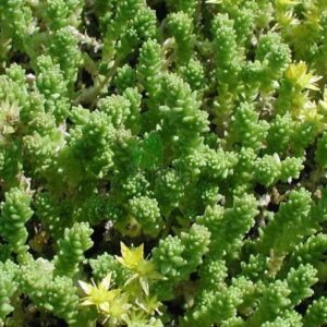 Sedum Acre