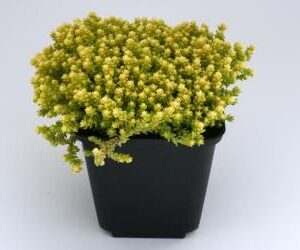 Sedum Acre Yellow Queen