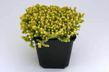 Sedum Acre Yellow Queen