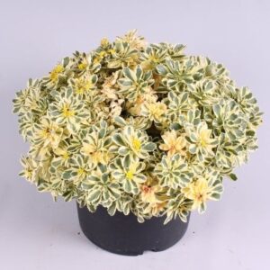 Sedum Takesimense Atlantis