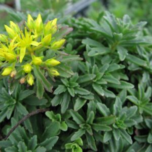Sedum Aizoon