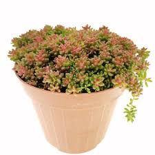 Sedum Album Murale Coral Carpet