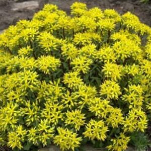 Sedum Floriferum Weihenstephaner Gold